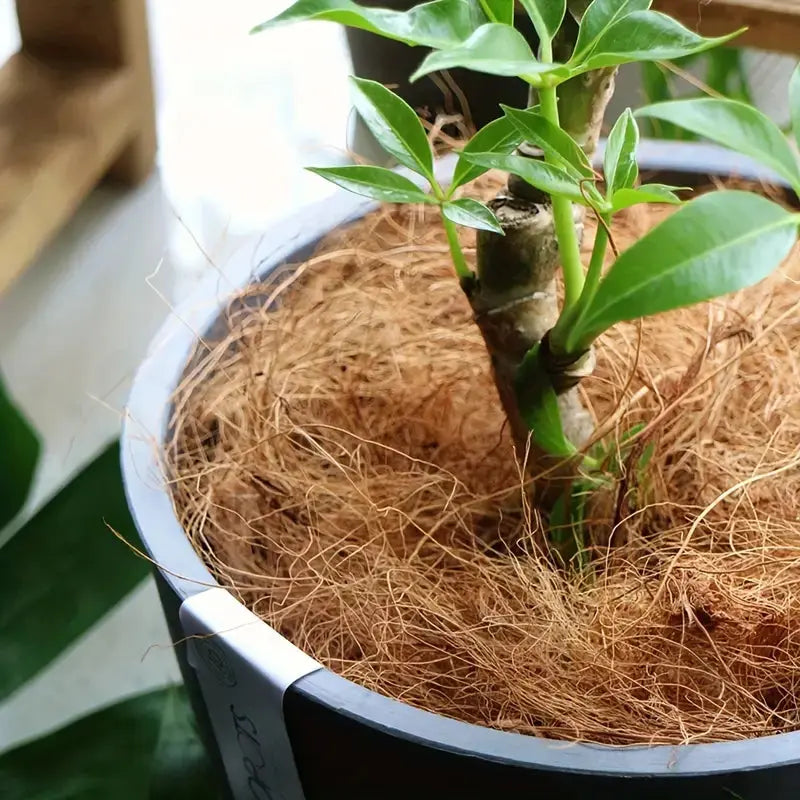 Coco Coconut Coir Husk Fiber – Natural Mulch for Orchids, Pet Bedding & Aquarium Decor Scrollcart Qatar