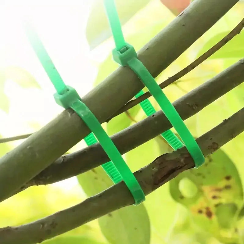 Gardening Zip Ties  - 3 stems are connected with ties