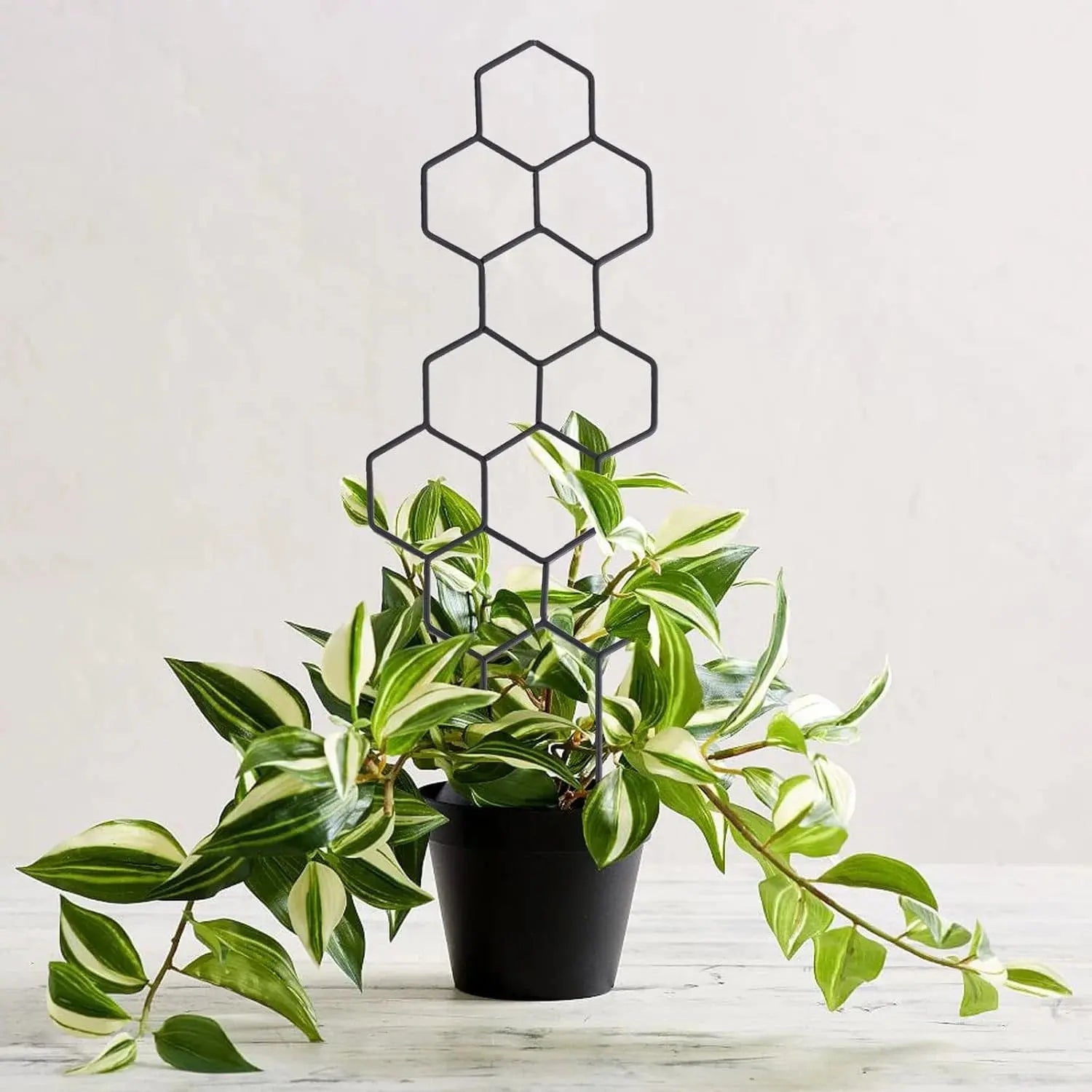 Honeycomb Golden and Black Plant Trellis for Indoor Plants