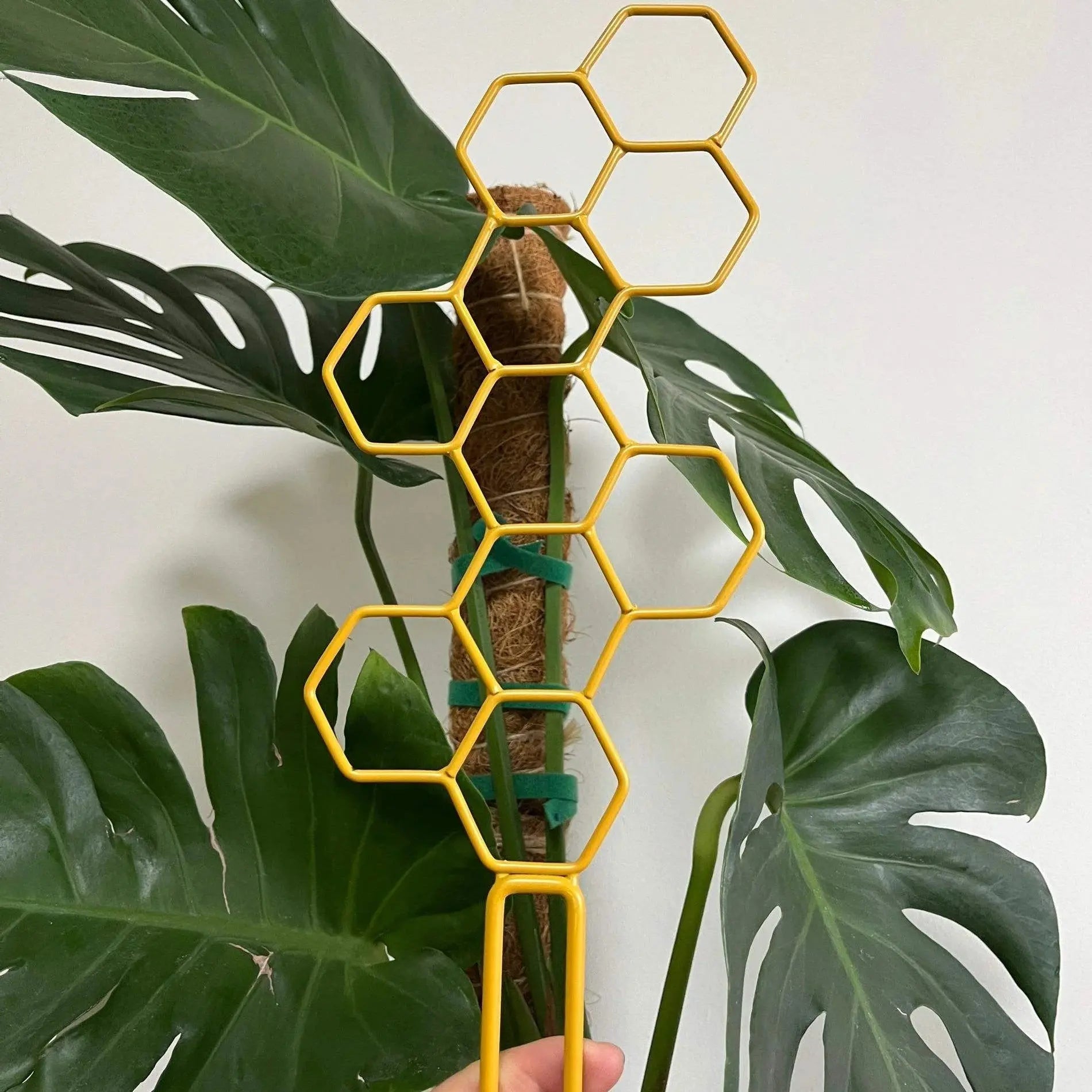 Honeycomb Golden and Black Plant Trellis for Indoor Plants