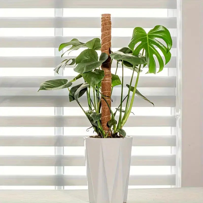 Plant Climbing Support - Plant Climbed perfectly