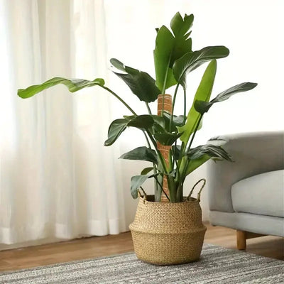 Plant Climbing Support - With Plant and Pot