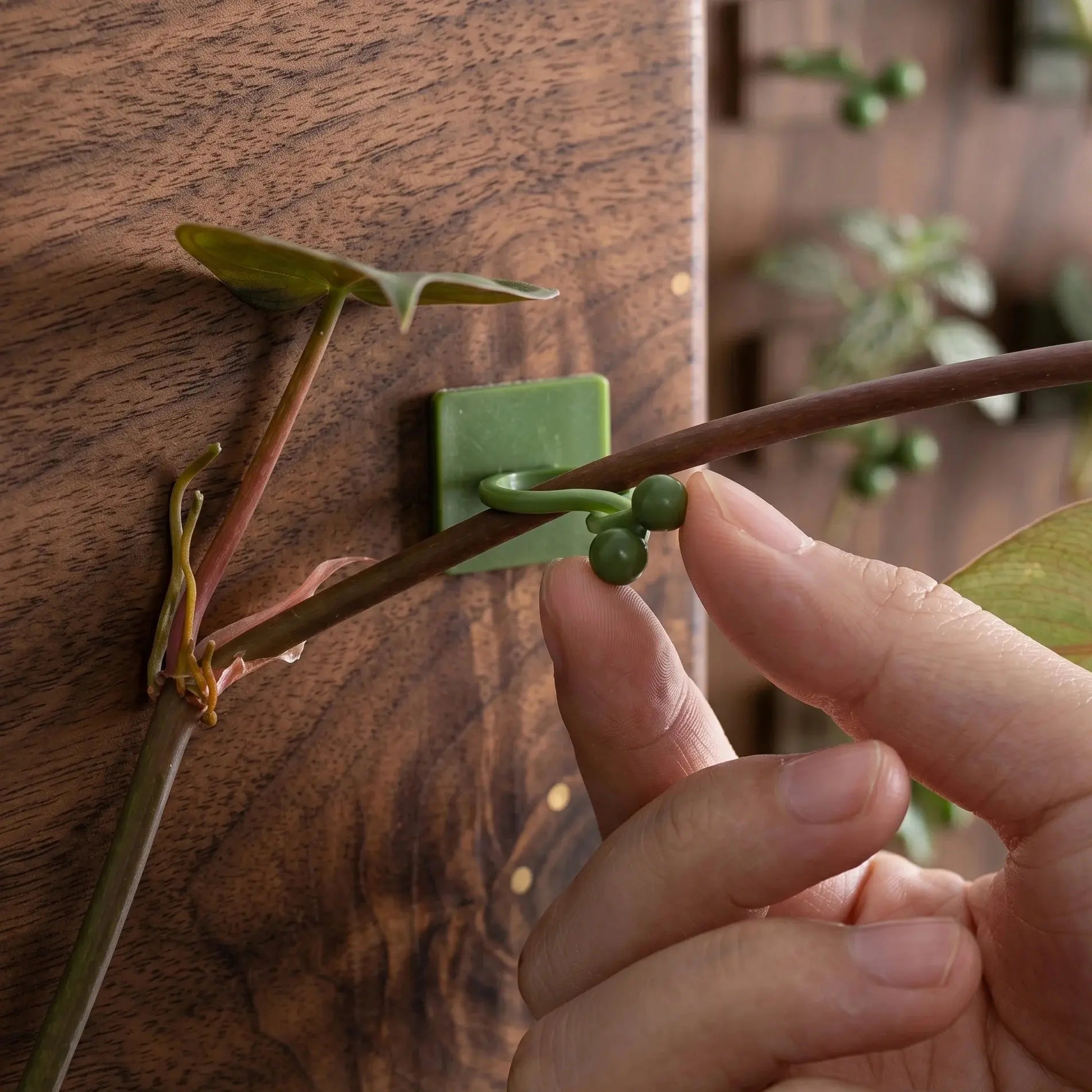 Self-Adhesive Plant Climbing Wall Vine Support Clips Qatar