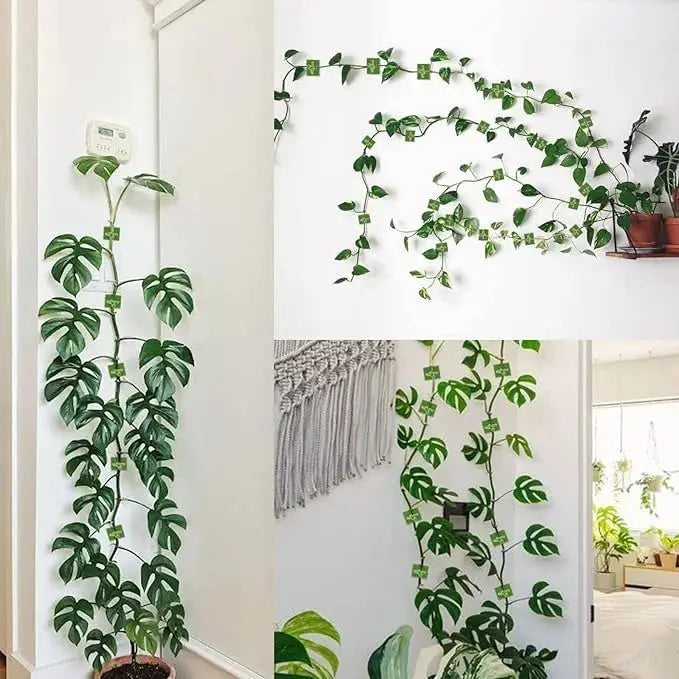 Self-Adhesive Plant Climbing Wall Vine Support Clips Qatar